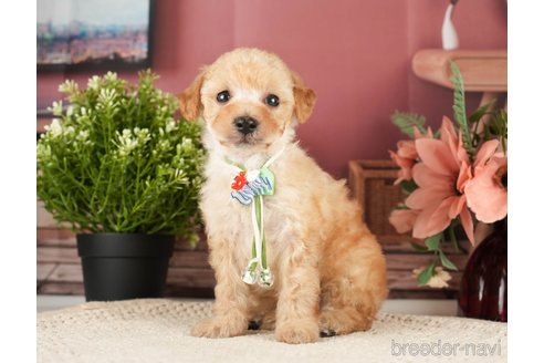 成約済の神奈川県のトイプードル-271370の6枚目