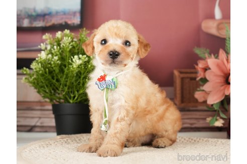 成約済の神奈川県のトイプードル-271370の7枚目