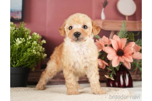 成約済の神奈川県のトイプードル-271370の4枚目