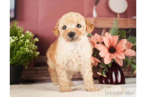 成約済の神奈川県のトイプードル-271370の5枚目