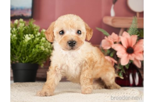 成約済の神奈川県のトイプードル-271370の3枚目