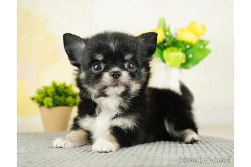 成約済の千葉県のチワワ(ロングコート)-271372の4枚目