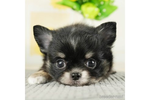 成約済の千葉県のチワワ(ロングコート)-271372の1枚目