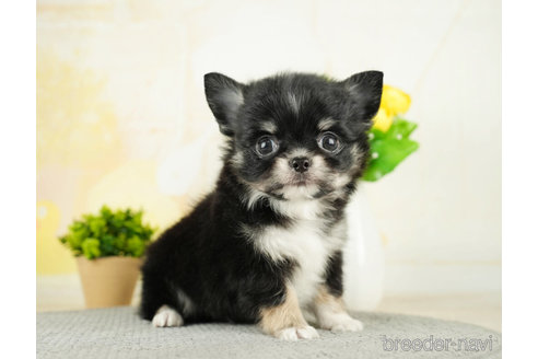 成約済の千葉県のチワワ(ロングコート)-271372の5枚目