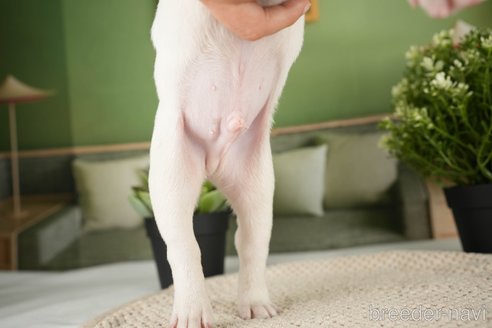 成約済の神奈川県のフレンチブルドッグ-271374の20枚目