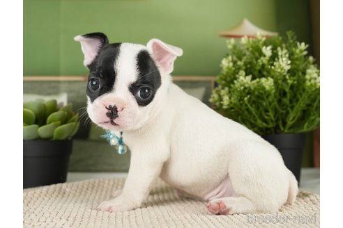 成約済の神奈川県のフレンチブルドッグ-271374の19枚目