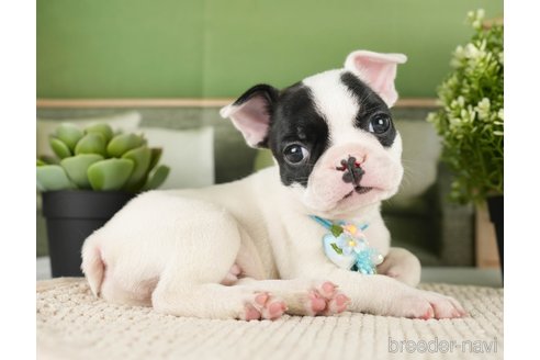 成約済の神奈川県のフレンチブルドッグ-271374の18枚目