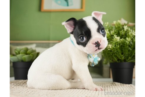 成約済の神奈川県のフレンチブルドッグ-271374の17枚目