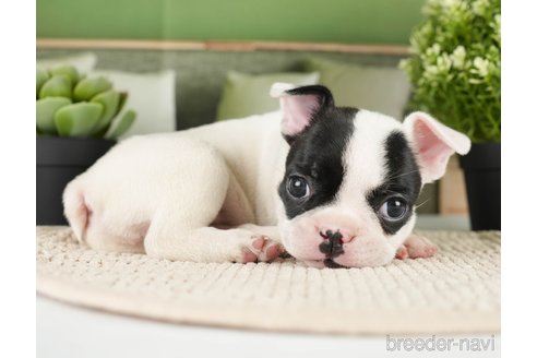 成約済の神奈川県のフレンチブルドッグ-271374の16枚目