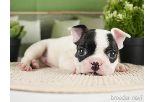 成約済の神奈川県のフレンチブルドッグ-271374の15枚目