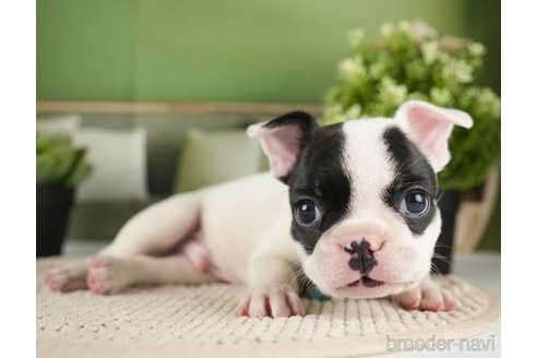 成約済の神奈川県のフレンチブルドッグ-271374の14枚目