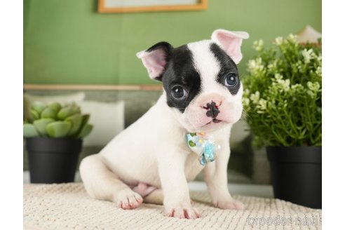 成約済の神奈川県のフレンチブルドッグ-271374の13枚目