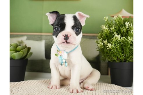 成約済の神奈川県のフレンチブルドッグ-271374の12枚目