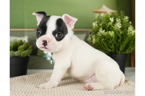 成約済の神奈川県のフレンチブルドッグ-271374の11枚目