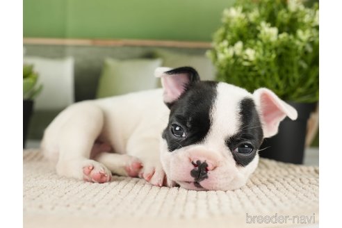 成約済の神奈川県のフレンチブルドッグ-271374の9枚目