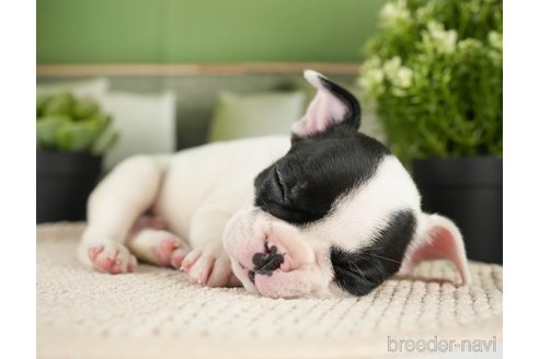 成約済の神奈川県のフレンチブルドッグ-271374の10枚目