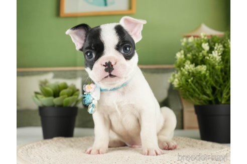 成約済の神奈川県のフレンチブルドッグ-271374
