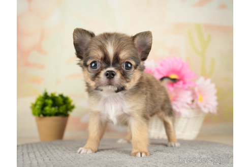 成約済の千葉県のチワワ(ロングコート)-271373の4枚目