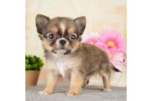 成約済の千葉県のチワワ(ロングコート)-271373の1枚目