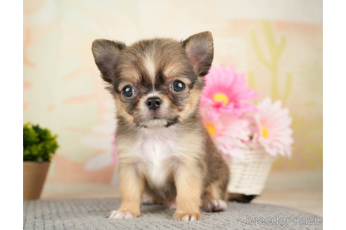 成約済の千葉県のチワワ(ロングコート)-271373の6枚目