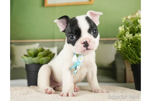 成約済の神奈川県のフレンチブルドッグ-271374の8枚目