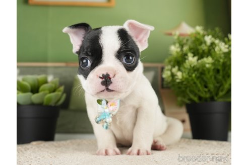 成約済の神奈川県のフレンチブルドッグ-271374の7枚目