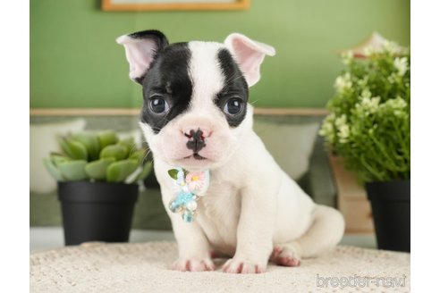 成約済の神奈川県のフレンチブルドッグ-271374の6枚目