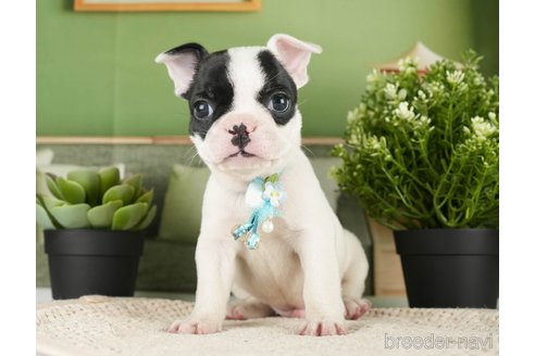 成約済の神奈川県のフレンチブルドッグ-271374の5枚目