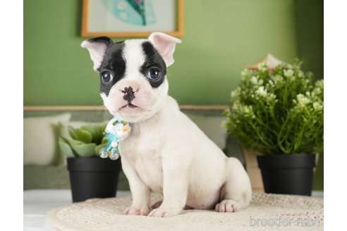 成約済の神奈川県のフレンチブルドッグ-271374の4枚目