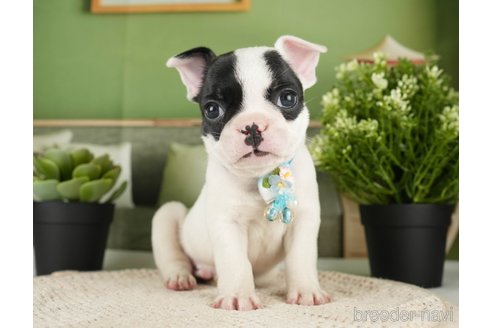 成約済の神奈川県のフレンチブルドッグ-271374の3枚目