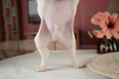 成約済の神奈川県のフレンチブルドッグ-271378の21枚目