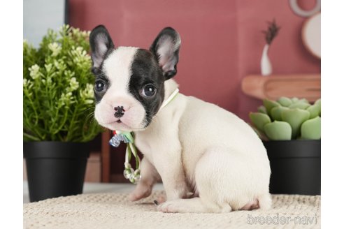 成約済の神奈川県のフレンチブルドッグ-271378の20枚目