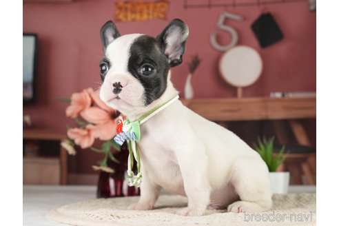 成約済の神奈川県のフレンチブルドッグ-271378の19枚目