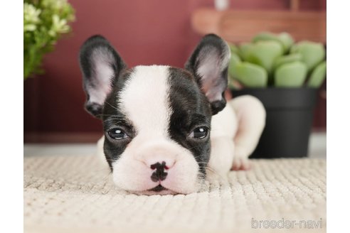 成約済の神奈川県のフレンチブルドッグ-271378の18枚目