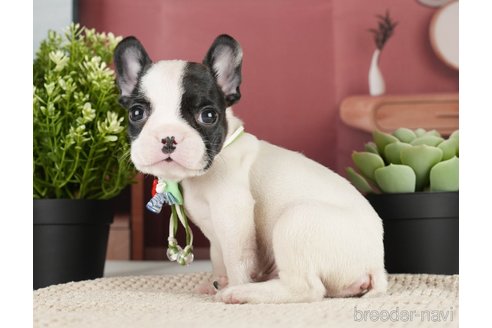 成約済の神奈川県のフレンチブルドッグ-271378の16枚目