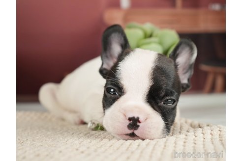 成約済の神奈川県のフレンチブルドッグ-271378の17枚目