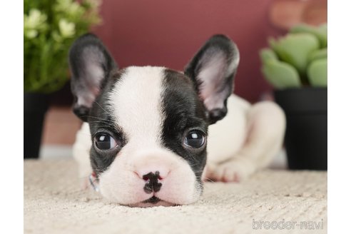 成約済の神奈川県のフレンチブルドッグ-271378の15枚目