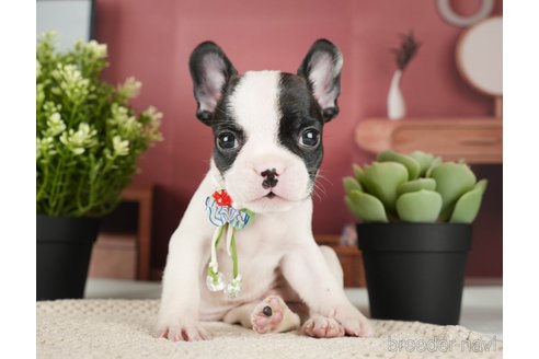 成約済の神奈川県のフレンチブルドッグ-271378