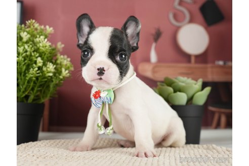 成約済の神奈川県のフレンチブルドッグ-271378の14枚目