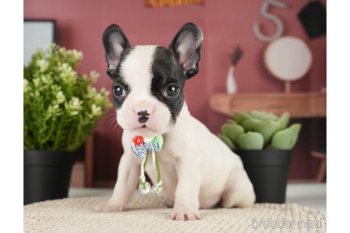 成約済の神奈川県のフレンチブルドッグ-271378の13枚目