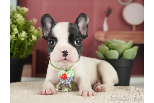 成約済の神奈川県のフレンチブルドッグ-271378の9枚目