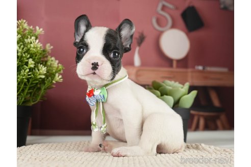 成約済の神奈川県のフレンチブルドッグ-271378の12枚目