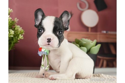 成約済の神奈川県のフレンチブルドッグ-271378の11枚目