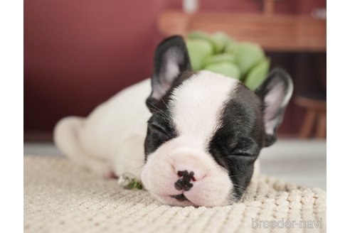 成約済の神奈川県のフレンチブルドッグ-271378の10枚目