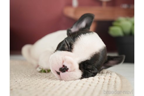 成約済の神奈川県のフレンチブルドッグ-271378の8枚目