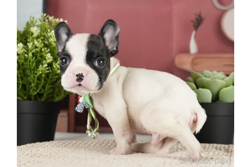 成約済の神奈川県のフレンチブルドッグ-271378の7枚目