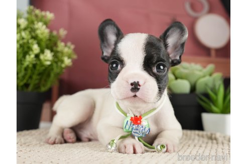 成約済の神奈川県のフレンチブルドッグ-271378の6枚目