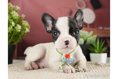 成約済の神奈川県のフレンチブルドッグ-271378の5枚目