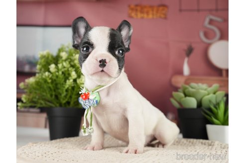 成約済の神奈川県のフレンチブルドッグ-271378の3枚目