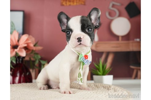 成約済の神奈川県のフレンチブルドッグ-271378の4枚目